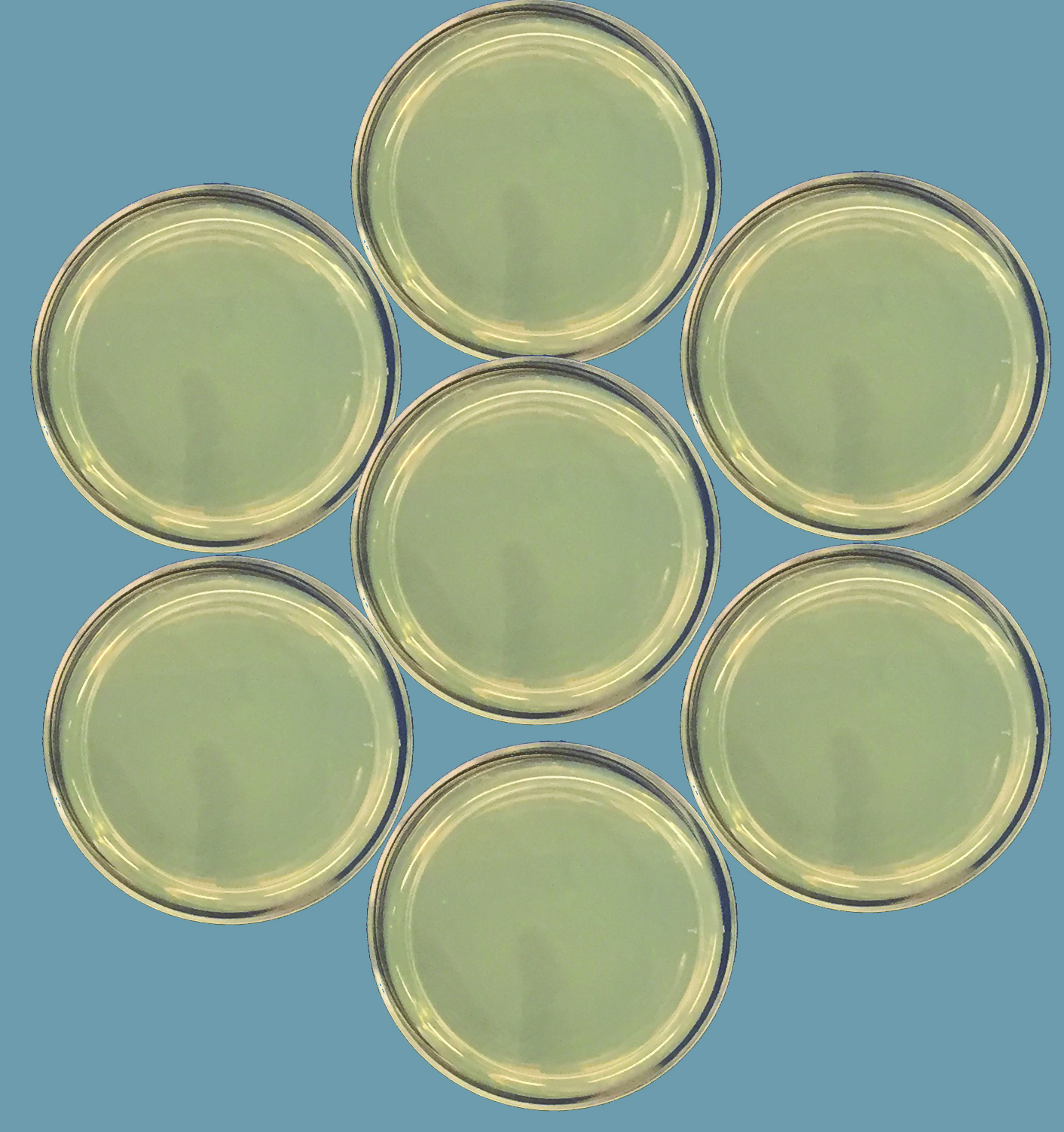 LabExpressReadymade fly food, worm plates, and other media