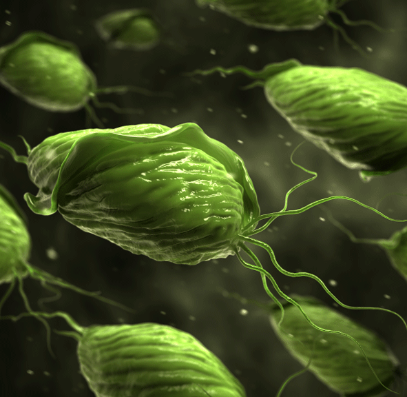 Trichomonas vaginalis Medizinisches Dr. Klein Dr