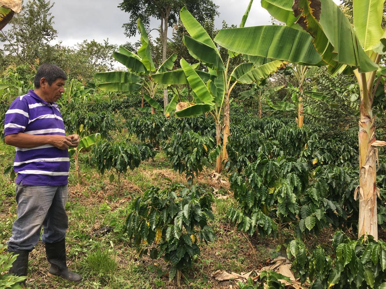 Nicaragua Coffee and Covid19 Latin America Bureau