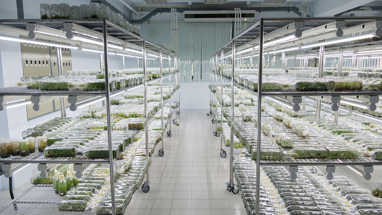 Our product offering for PTC & seed breeding labs Lab Associates