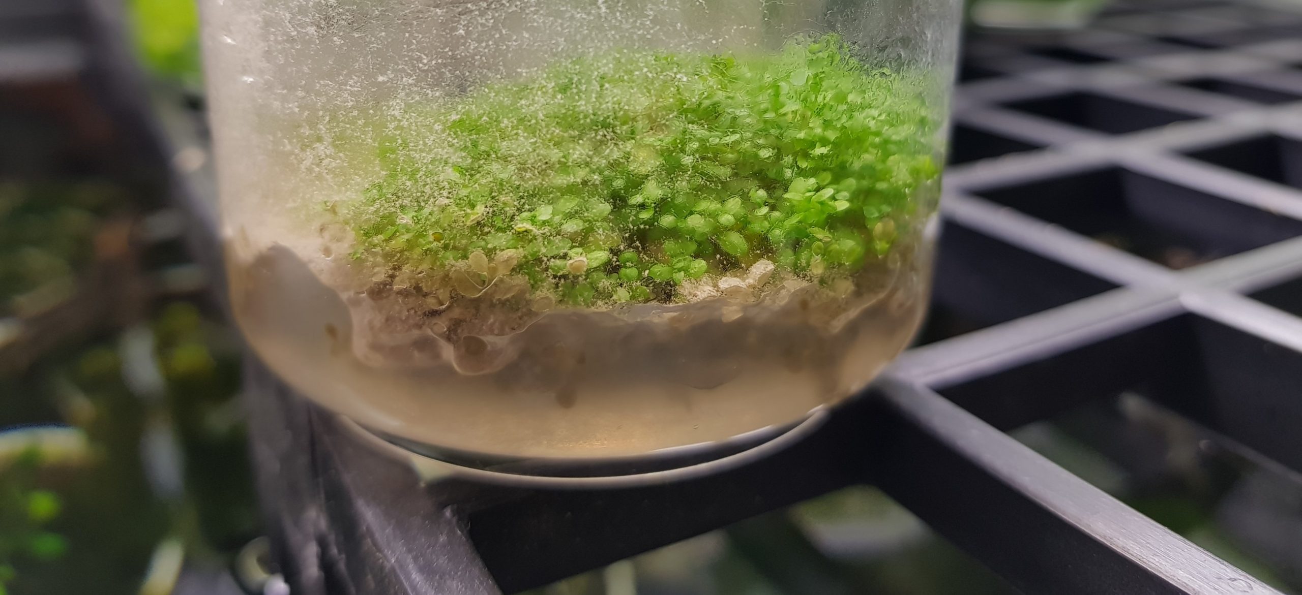 Different types of contaminants in plant tissue culture Lab Associates