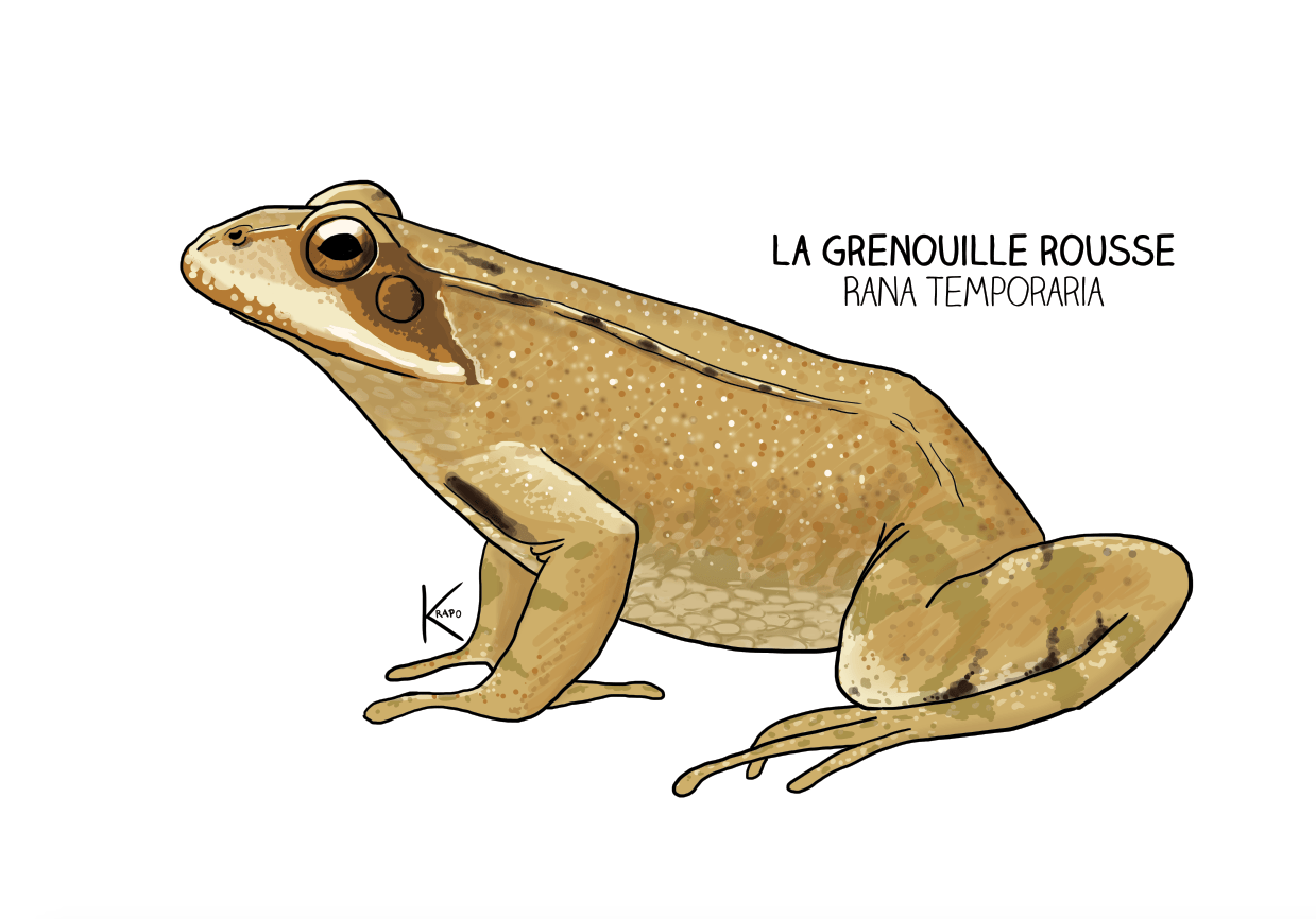 crapaud La bave du Krapo