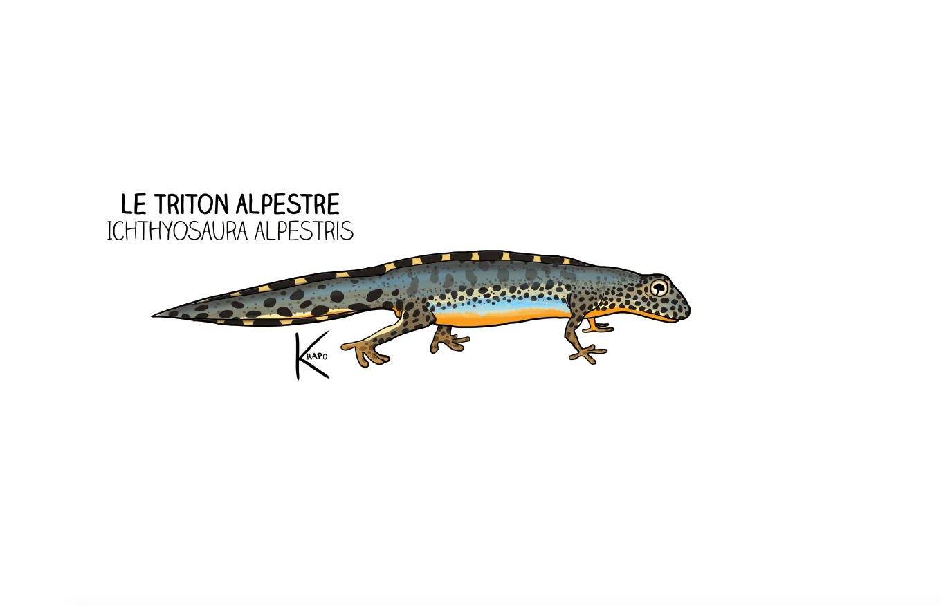 crapaud La bave du Krapo