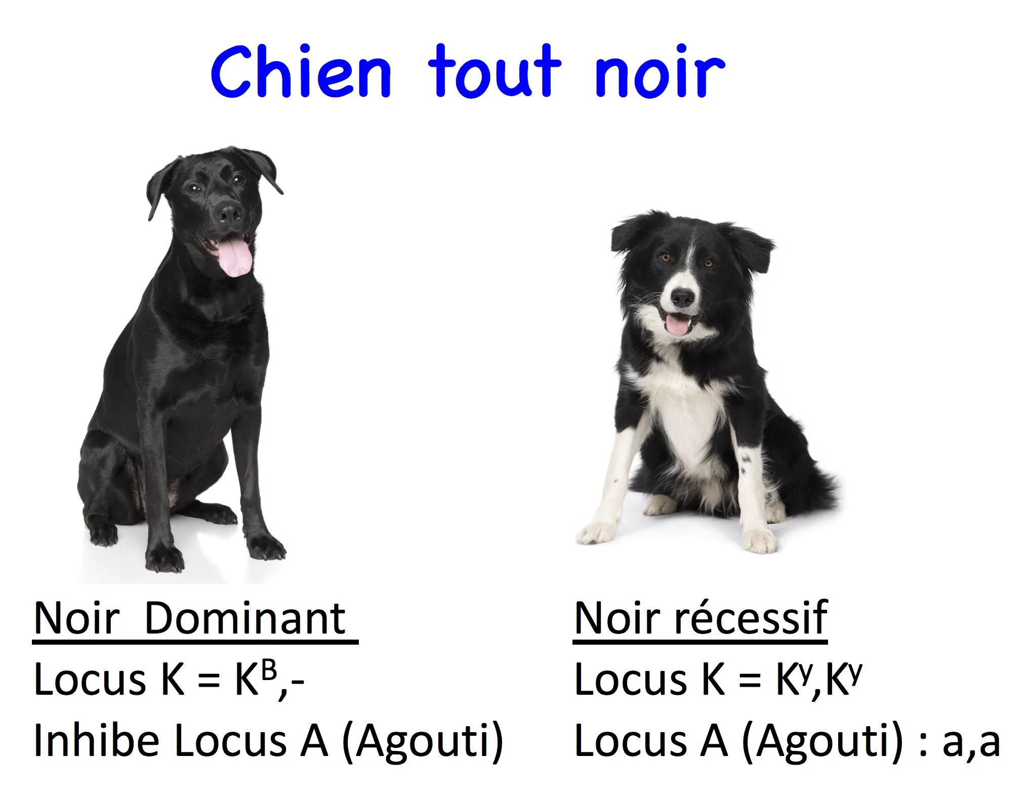 Génétique du chien 2.0 Les couleurs Laboratoire de génétique