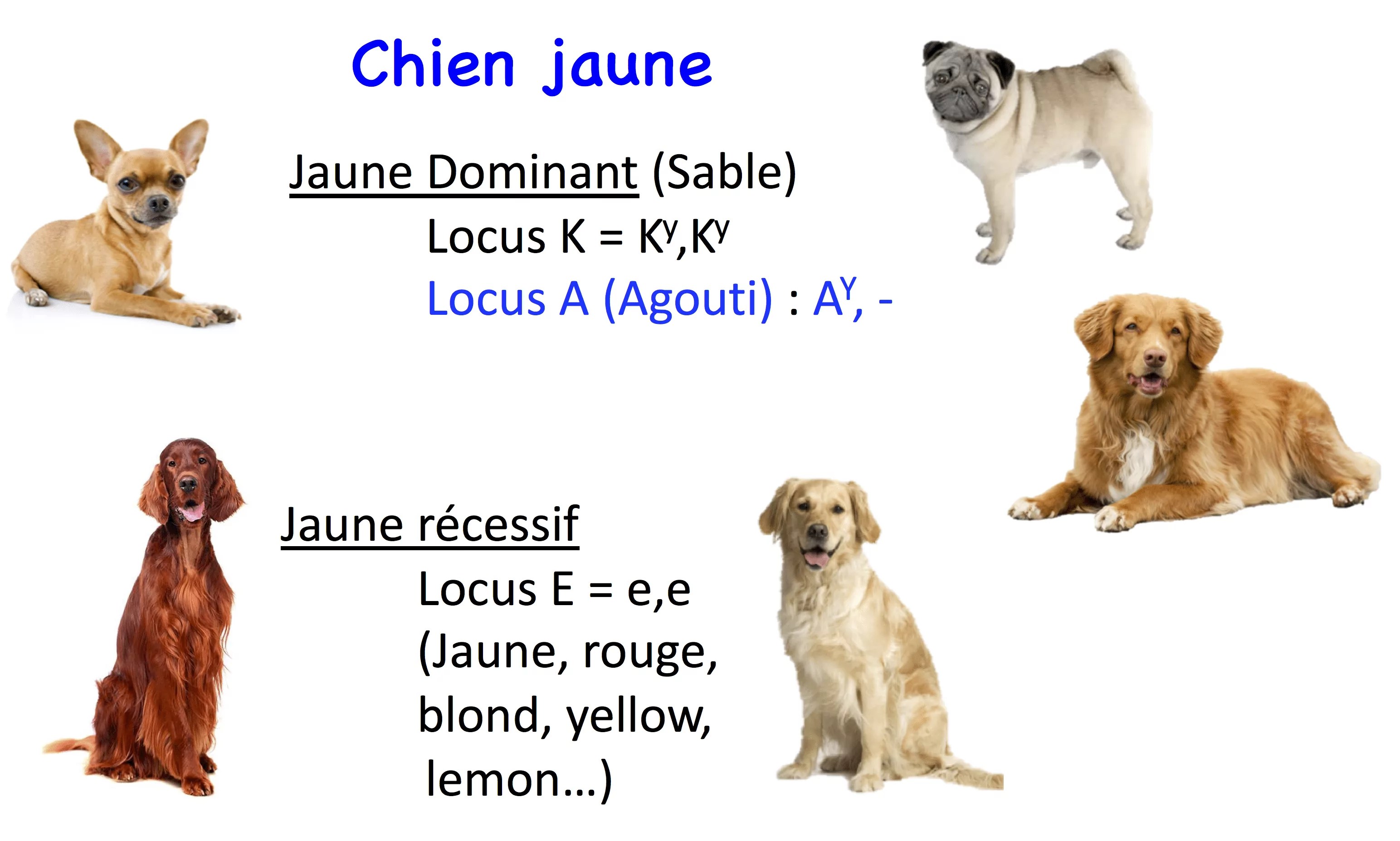Génétique du chien 2.0 Les couleurs Laboratoire de génétique