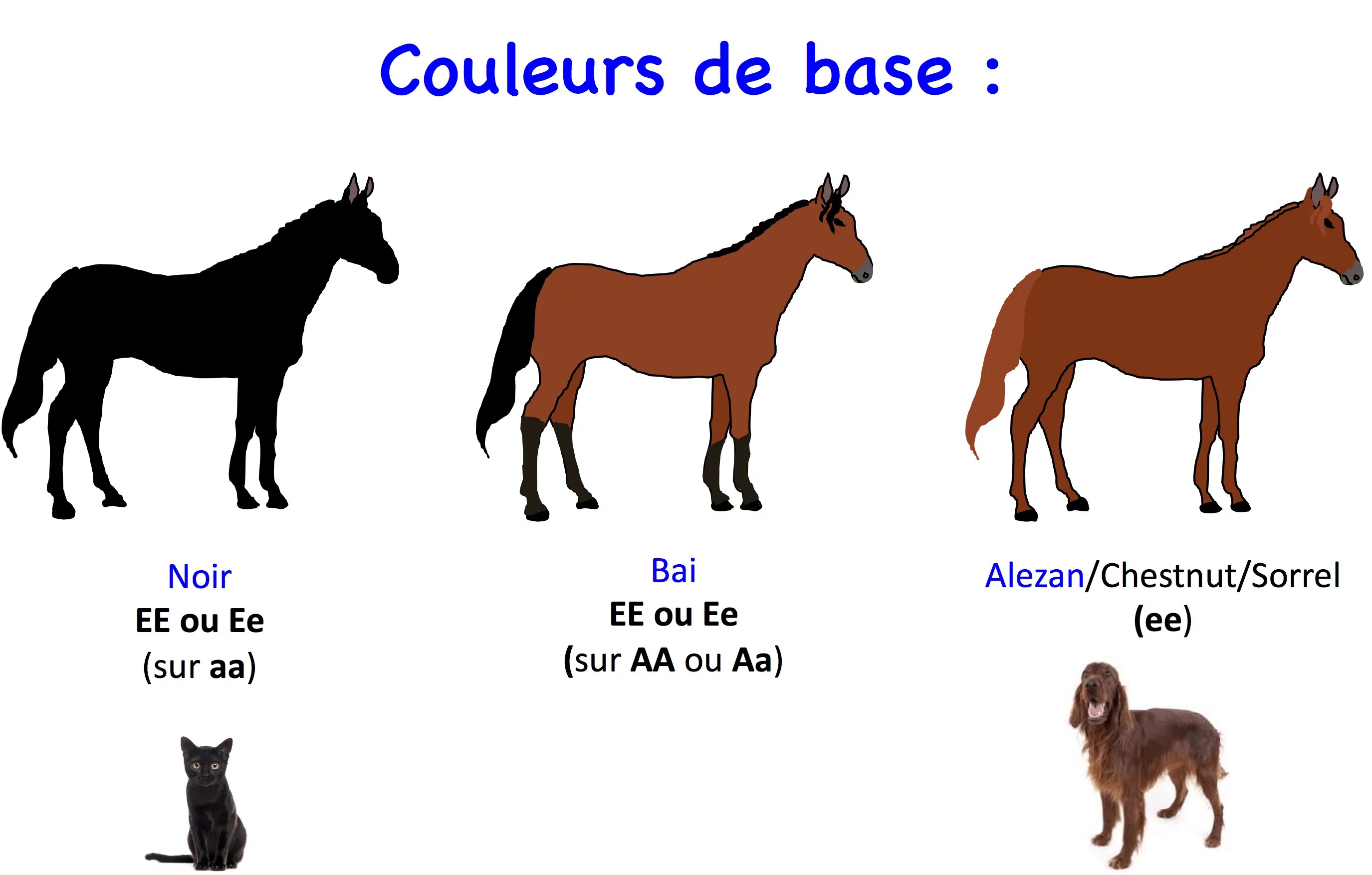 Génétique du cheval 2,0 Les couleurs Laboratoire de génétique