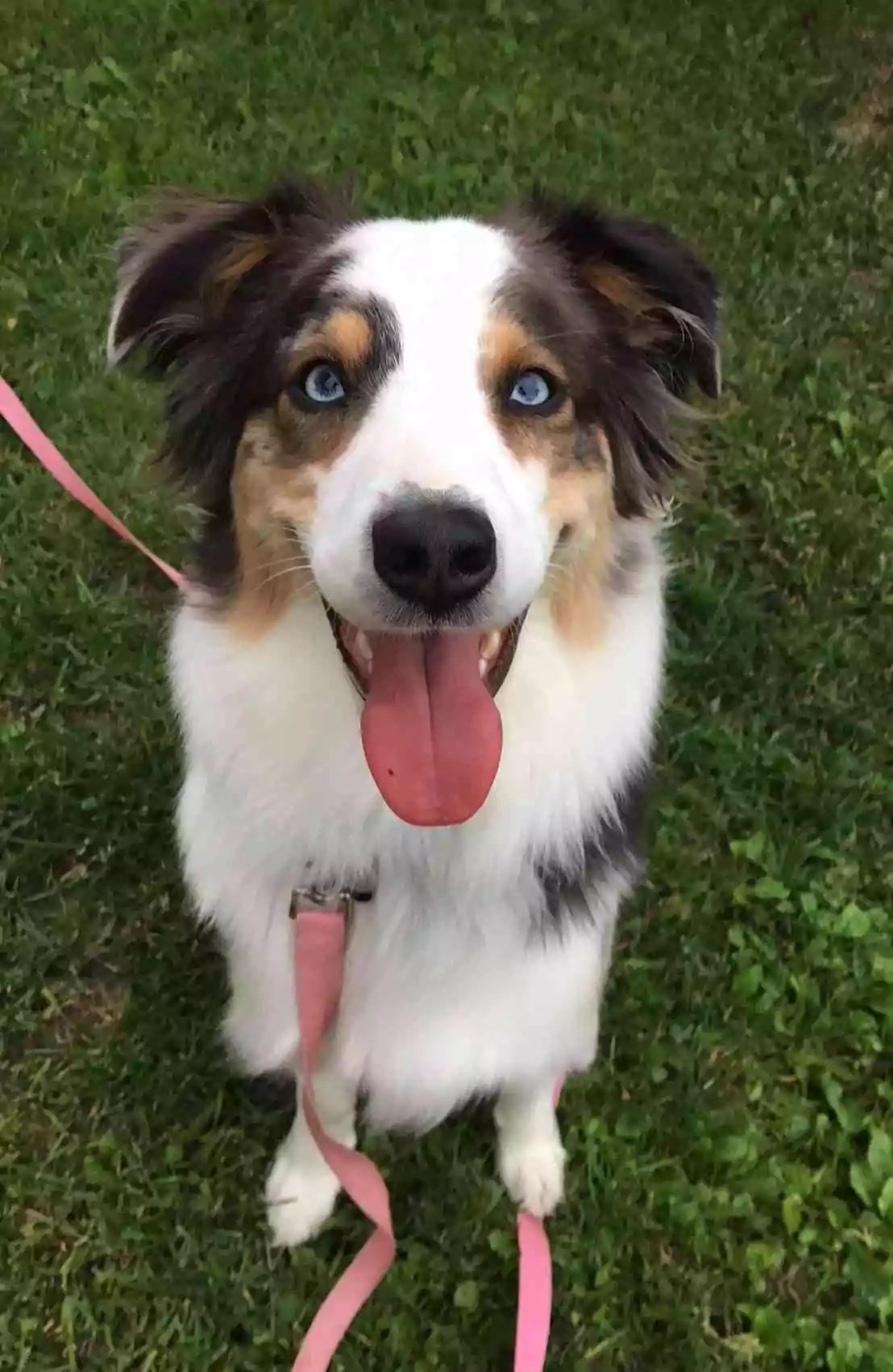 Dog Profile Merle Laboratoire de génétique vétérinaire