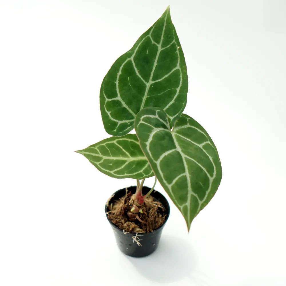 Anthurium Crystallinum for Sale Labijo