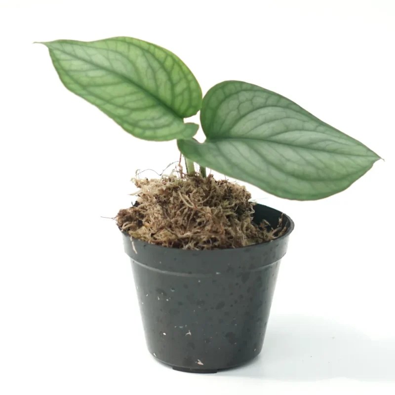 Scindapsus Lucens House Plant Shop