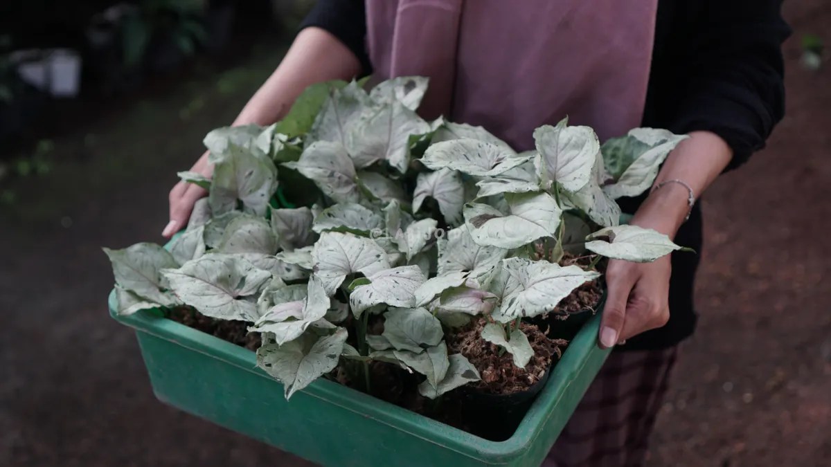 Import Plants from Indonesia A Complete Guide Plants, Herbs and