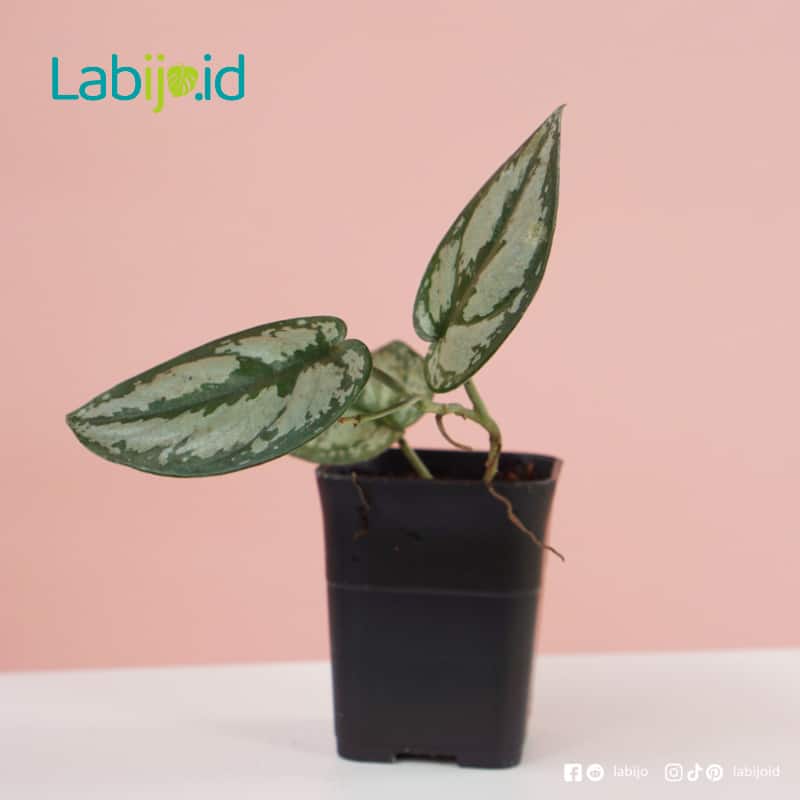 Buy Rare Plants Online Houseplant Shop Labijo