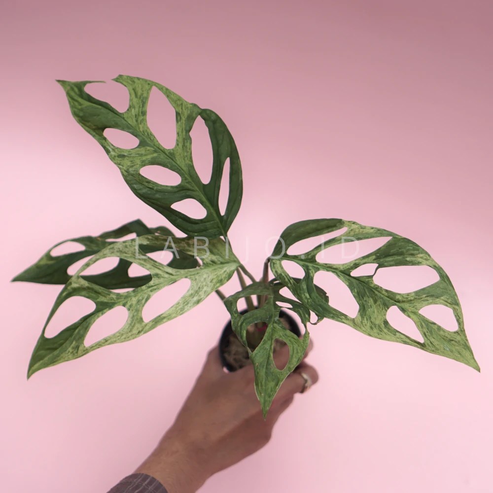 Monstera Adansonii Variegated for Sale Labijo.id