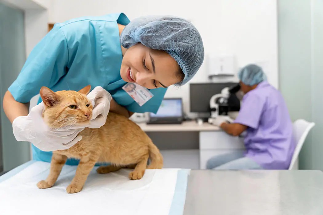 Tudo para seu Laboratório Veterinário Labingá