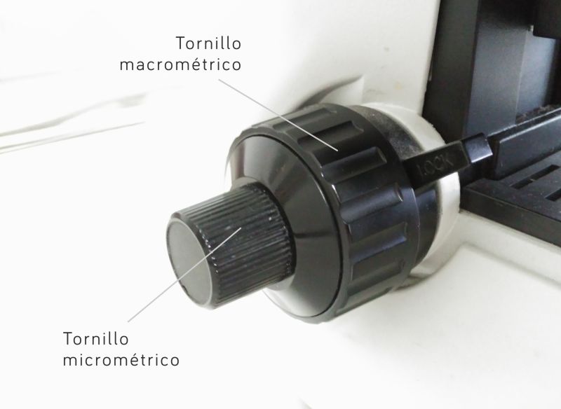 Ejecutante Desempacando perrito microscopio tornillo micrometrico y