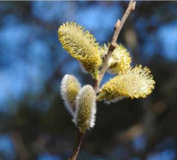 Allergic respiratory disease in horses LABOKLIN Europe