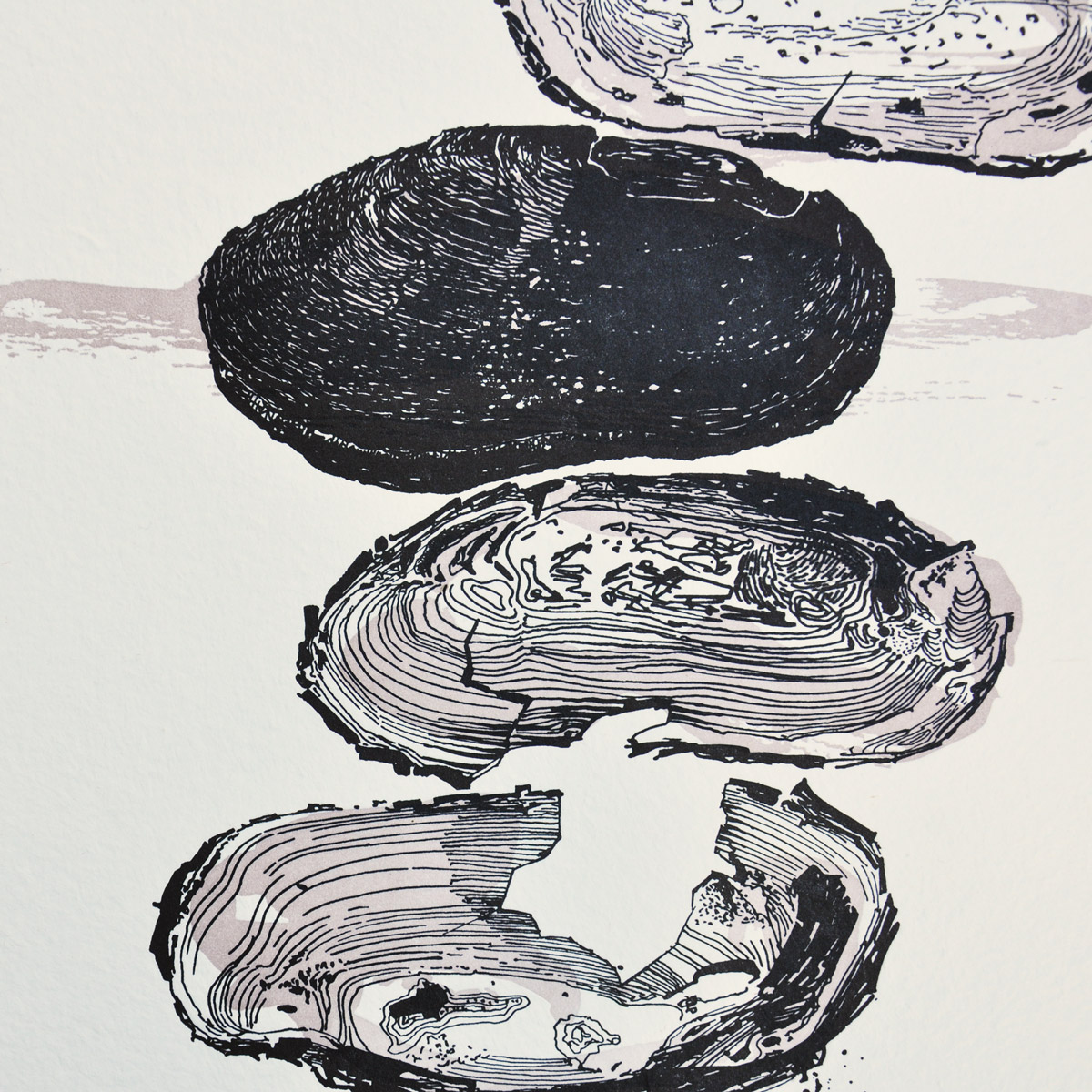 Freshwater Pearl Mussel Art Print (A3) Labora