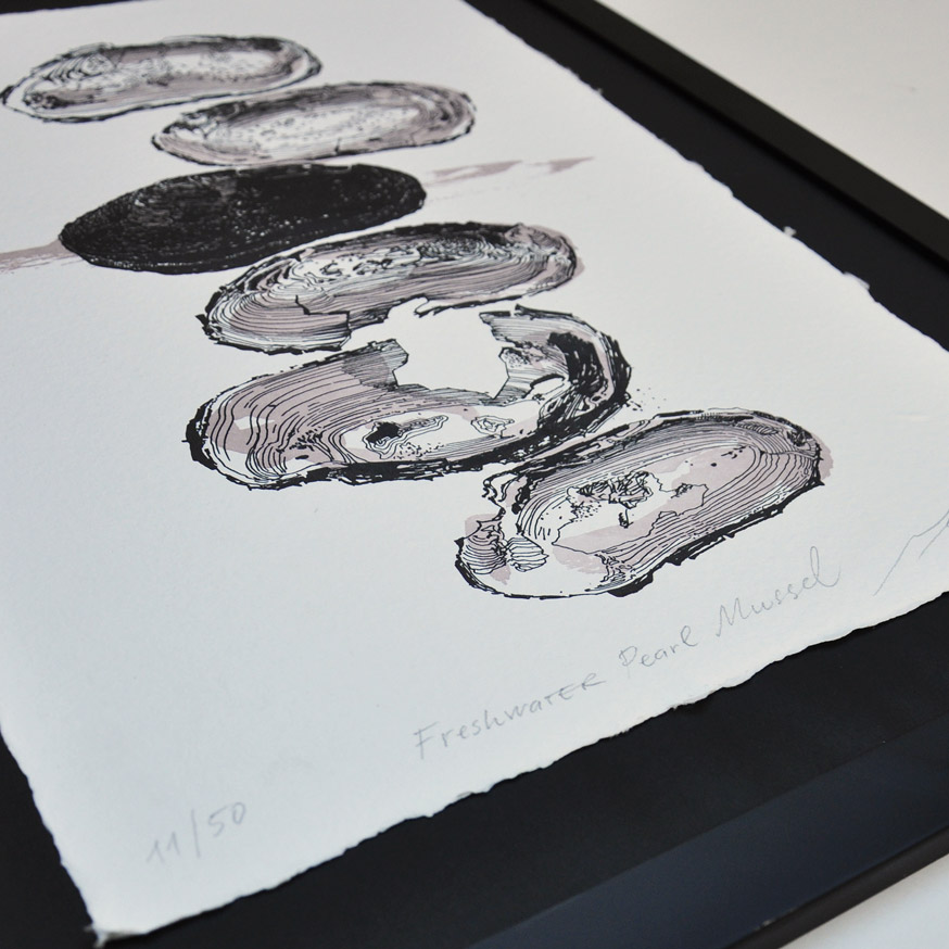 Freshwater Pearl Mussel Art Print (A3) Labora