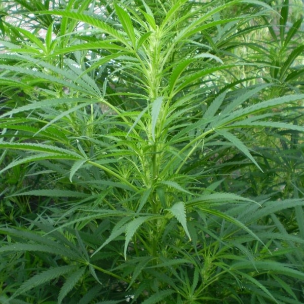 Huile De Chanvre Bio Laboratoire4e