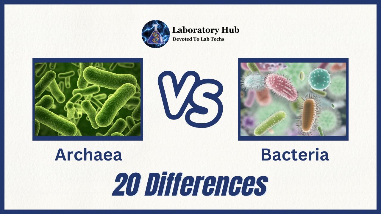 Archaea vs Bacteria 20 Differences