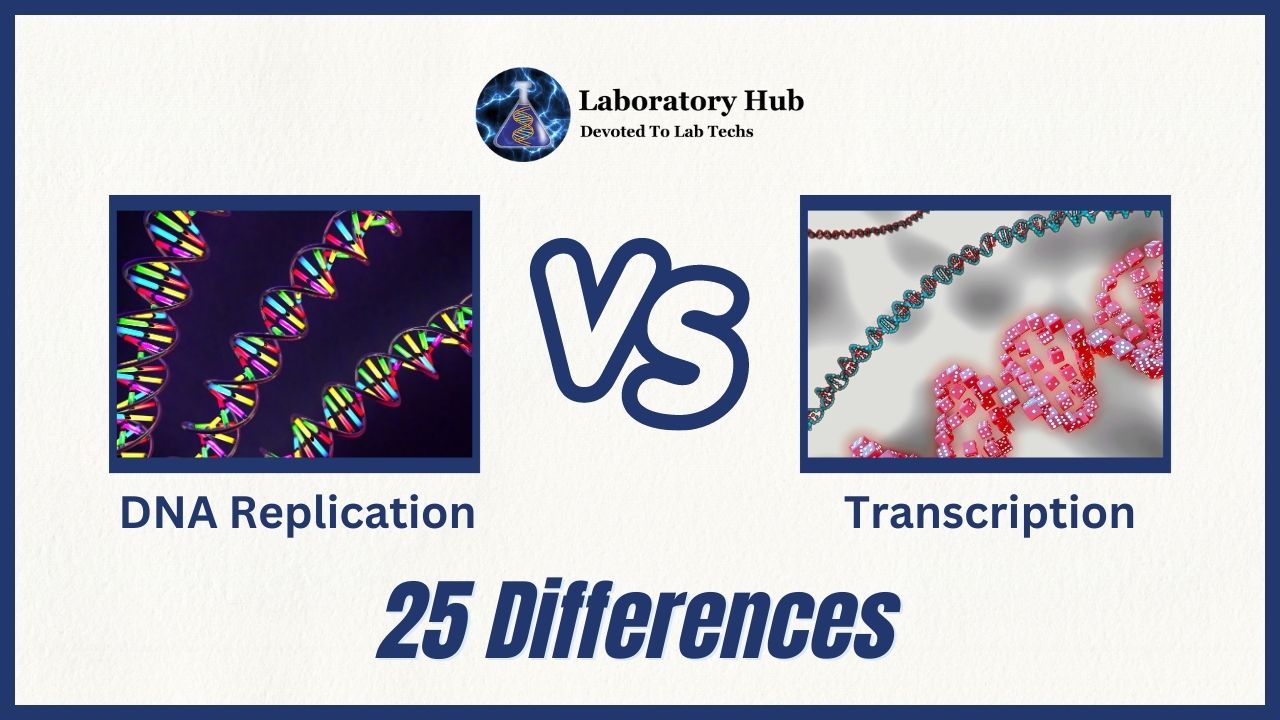 DNA Replication vs Transcription- 25 Differences - Laboratory Hub