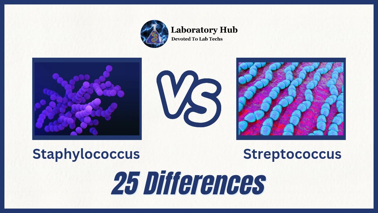 Staphylococcus vs Streptococcus 25 Major Differences