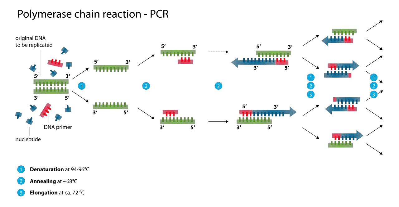 Polymerase Chain Reaction (PCR) Principle, Procedure, Components