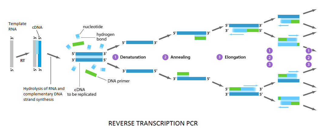 How COVID19 RTPCR Test Works? Principle and Protocol