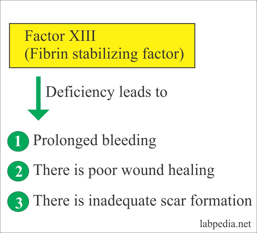 Factor XIII (fibrin stabilizing factor)