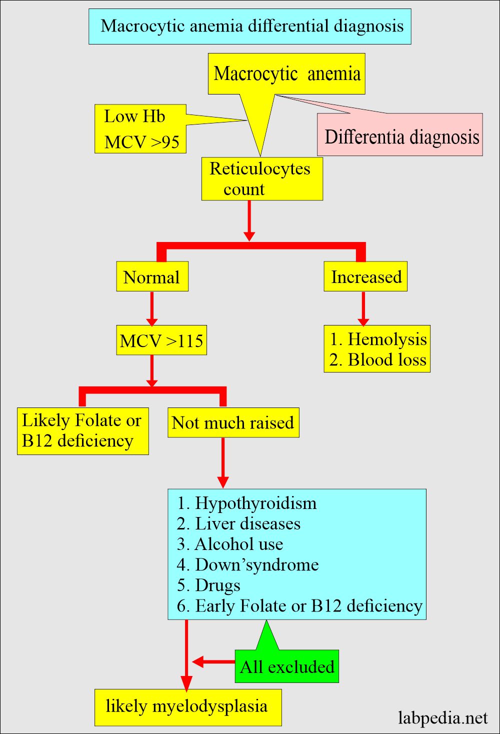 Anemia Part 3 Megaloblastic Anemia, Macrocytic, Vitamin B12 and