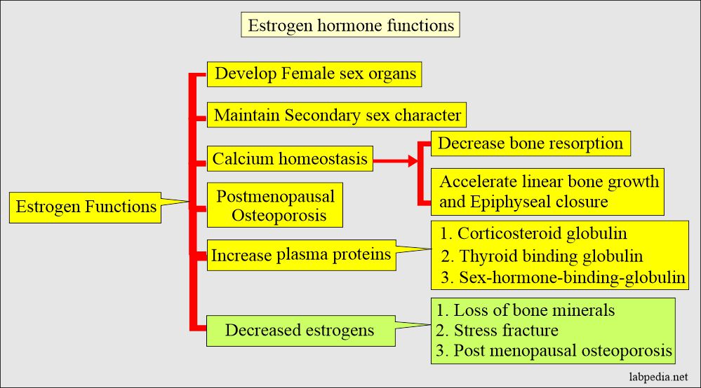 Estrogens = Estrone E1, Estradiol E2, Estriol E3