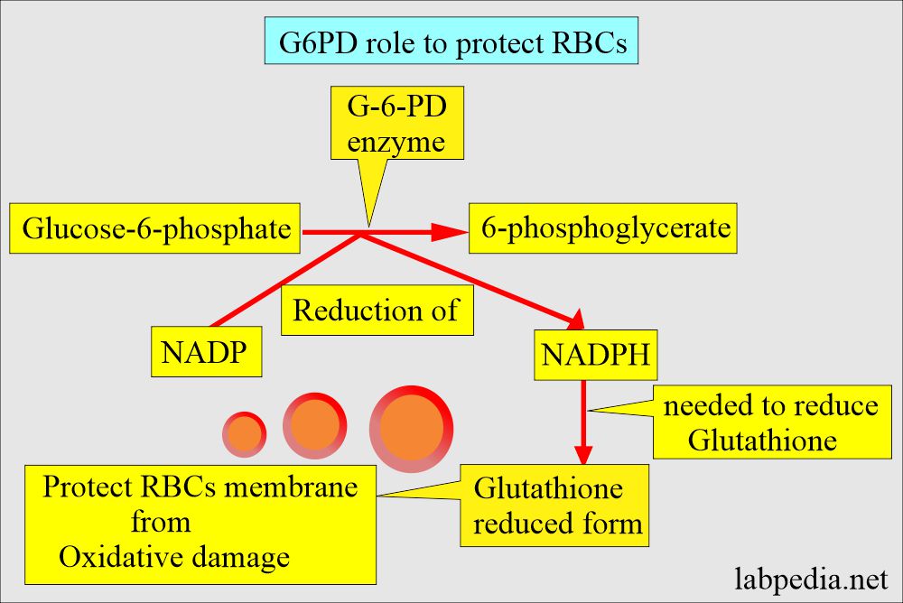 Glucose6phosphate Dehydrogenase deficiency (G6PD deficiency