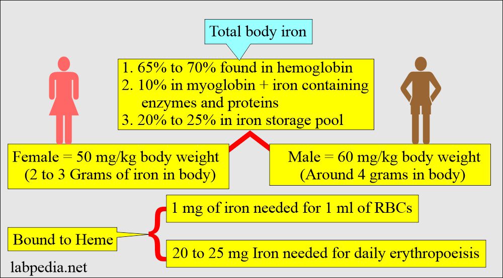 Total Iron Binding Capacity Procedure Code at Edgar Wynn blog