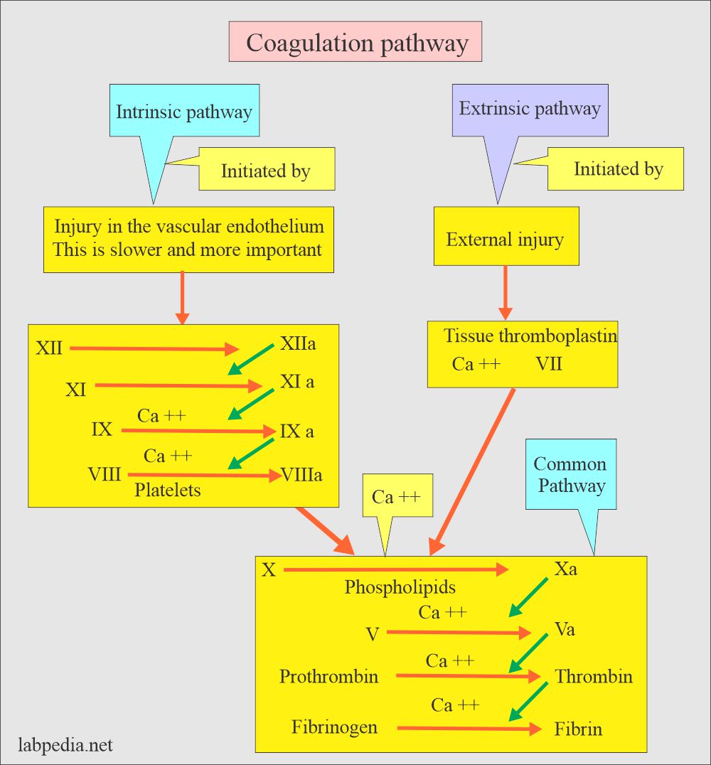 Coagulation part 1 Blood Coagulation process, Coagulation factors