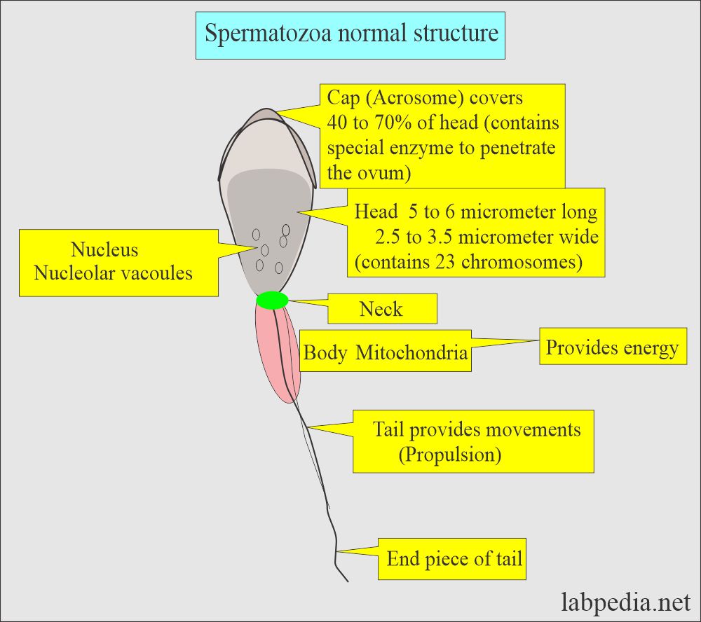 Semen Part 1 Semen analysis, Semen Examination, and Counting