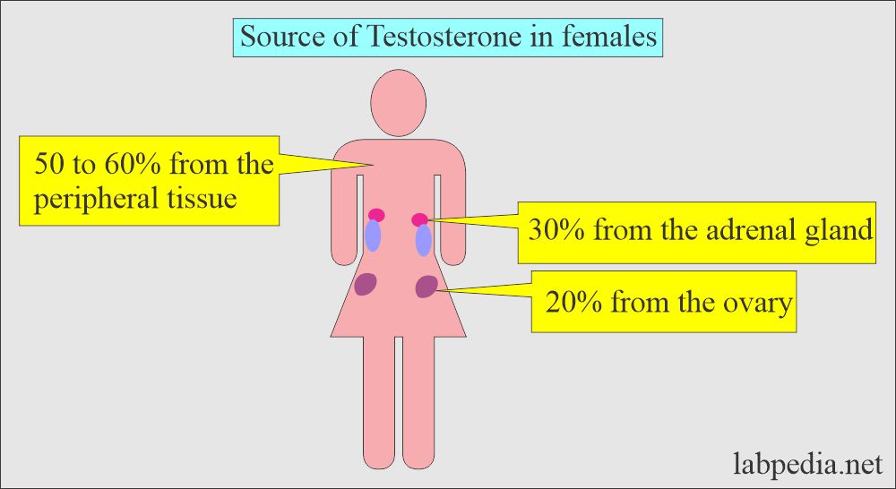 Testosterone Total, and Free Testosterone