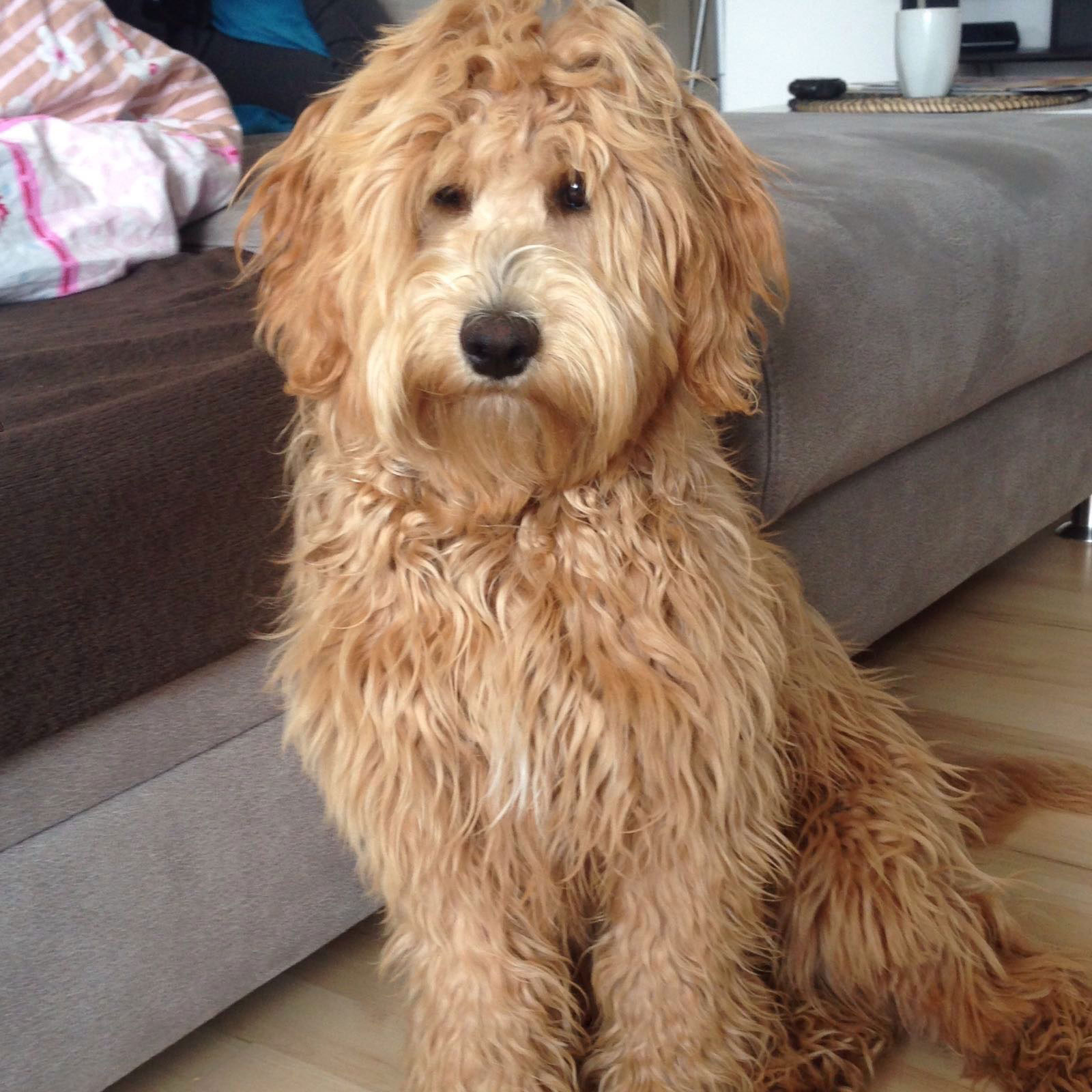 Impressionen von Labradoodle Welpen & Goldendoodle Welpen