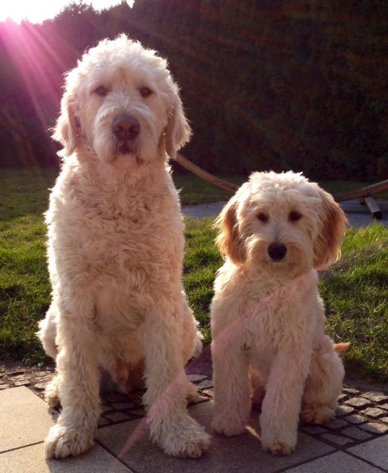 Labradoodle Ihre Spezialzucht für F1Goldendoodle im Kleinformat