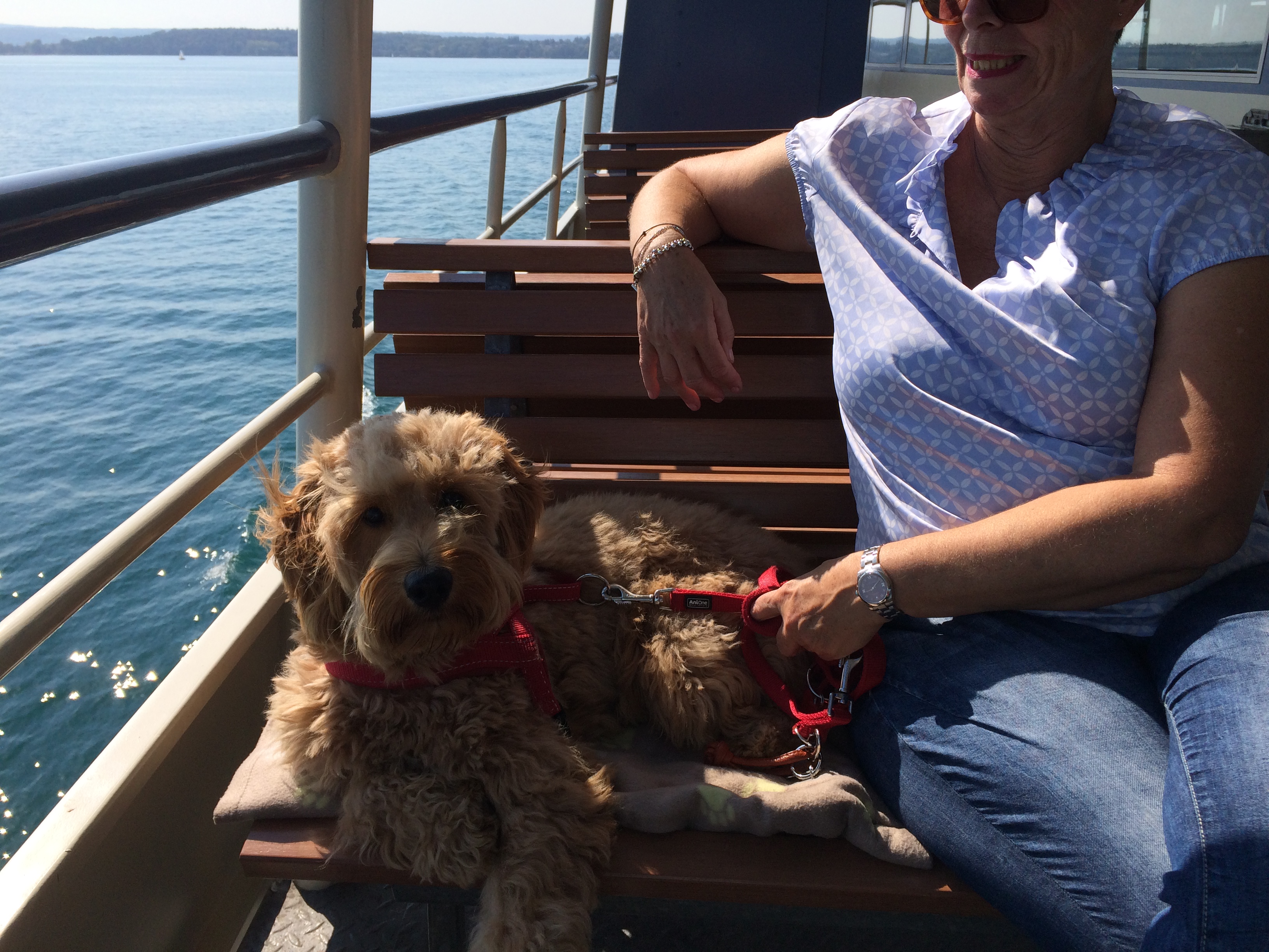 IMG_1029 Labradoodle