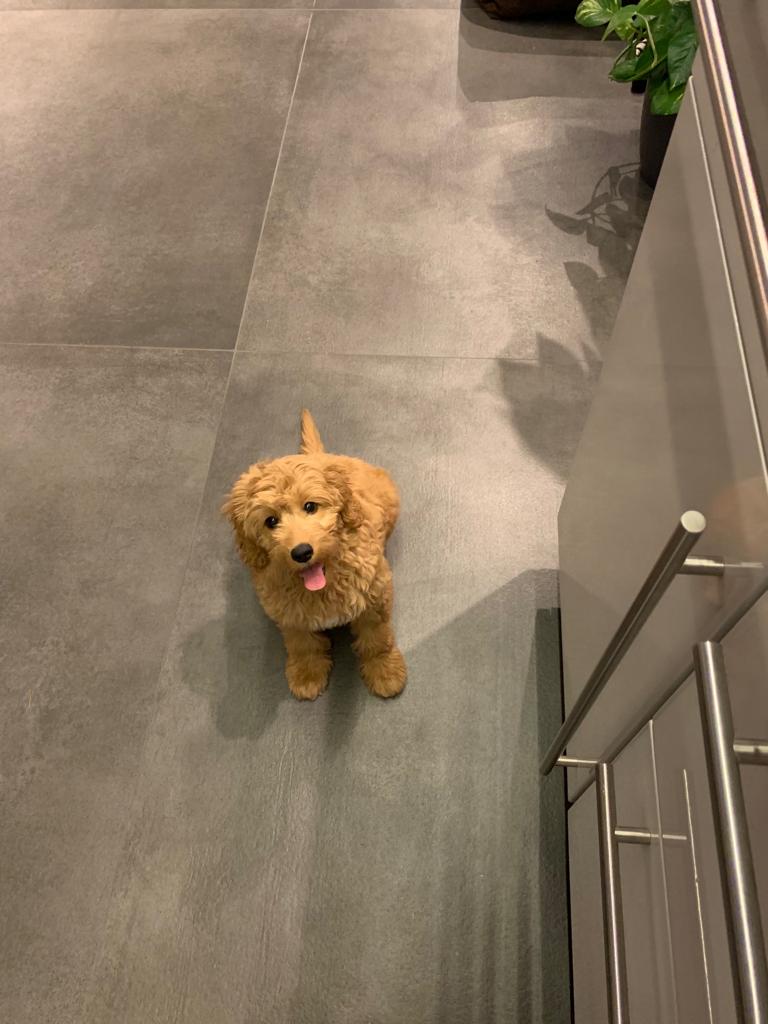 image4 Labradoodle