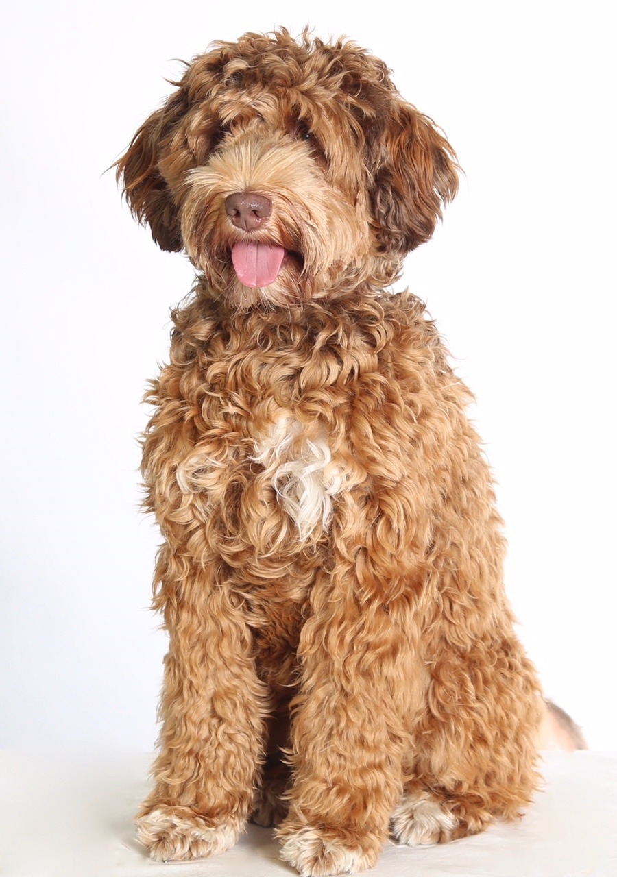 Avelshundar Pomonadalen Labradoodle