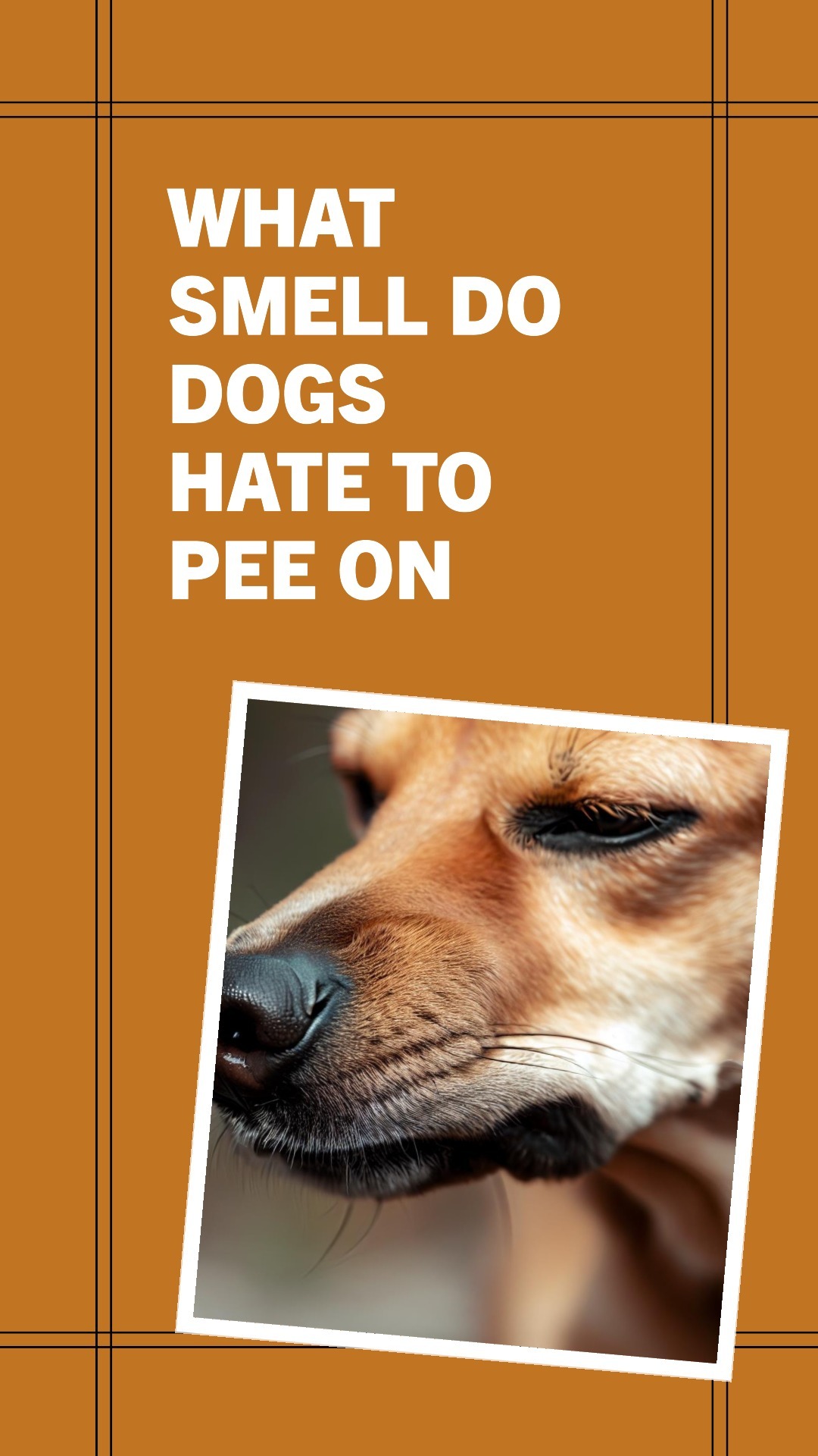 What Kind Of Smell Do Dogs Hate