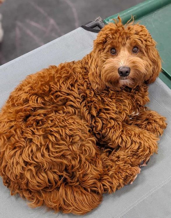 Things You Should Know Before Getting A Labradoodle Labradoodles & Dogs