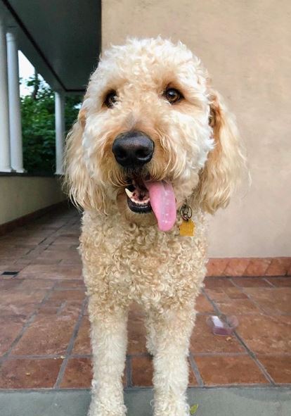 Complete Guide on Goldendoodle Size and Weight - Labradoodles & Dogs