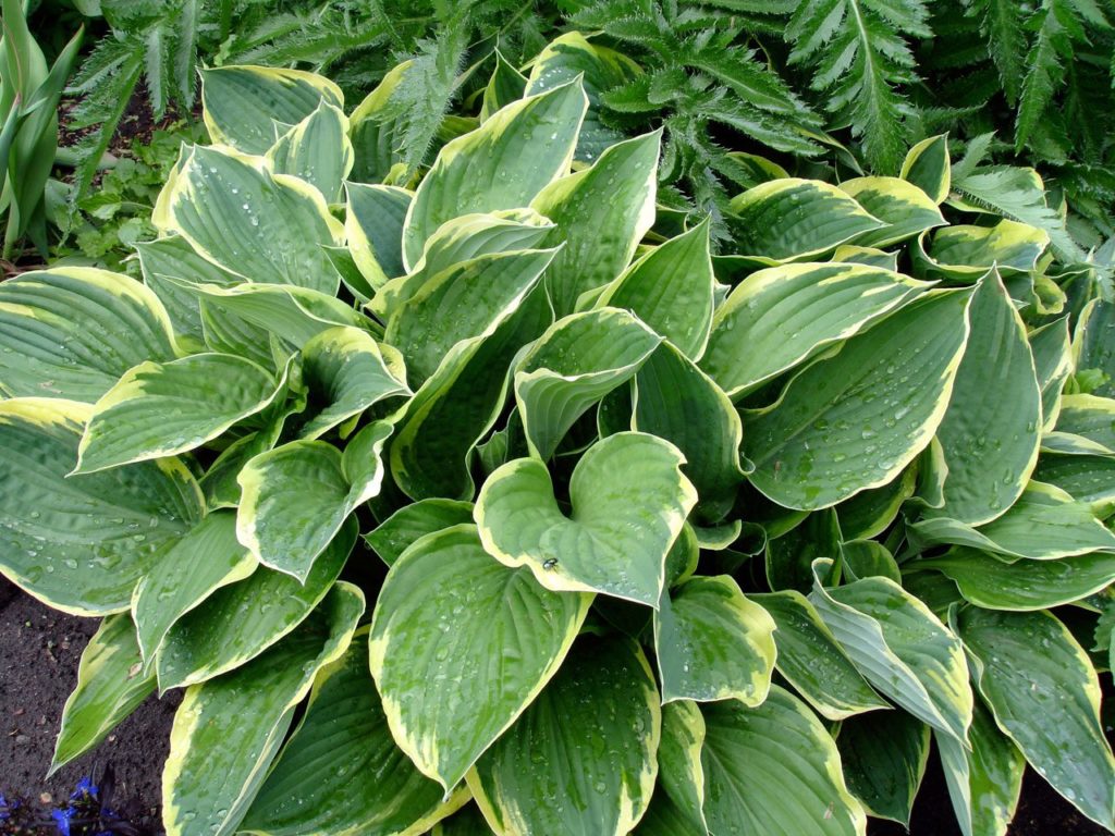 10 Plants That Are Poisonous To Your Dog Labradoodles & Dogs