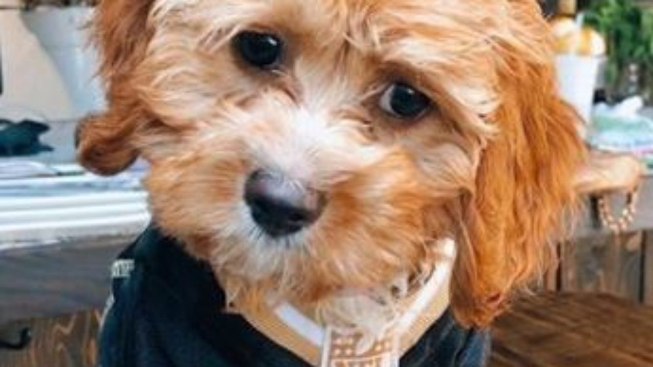 Do Cockapoos Need A Lot Of Attention