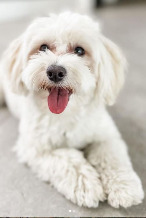 Havapoo Facts The Ultimate Havapoo Guide Labradoodles & Dogs