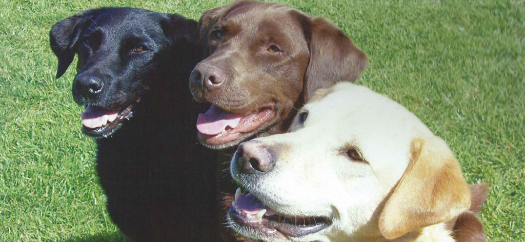 Home - The Labrador Rescue Trust