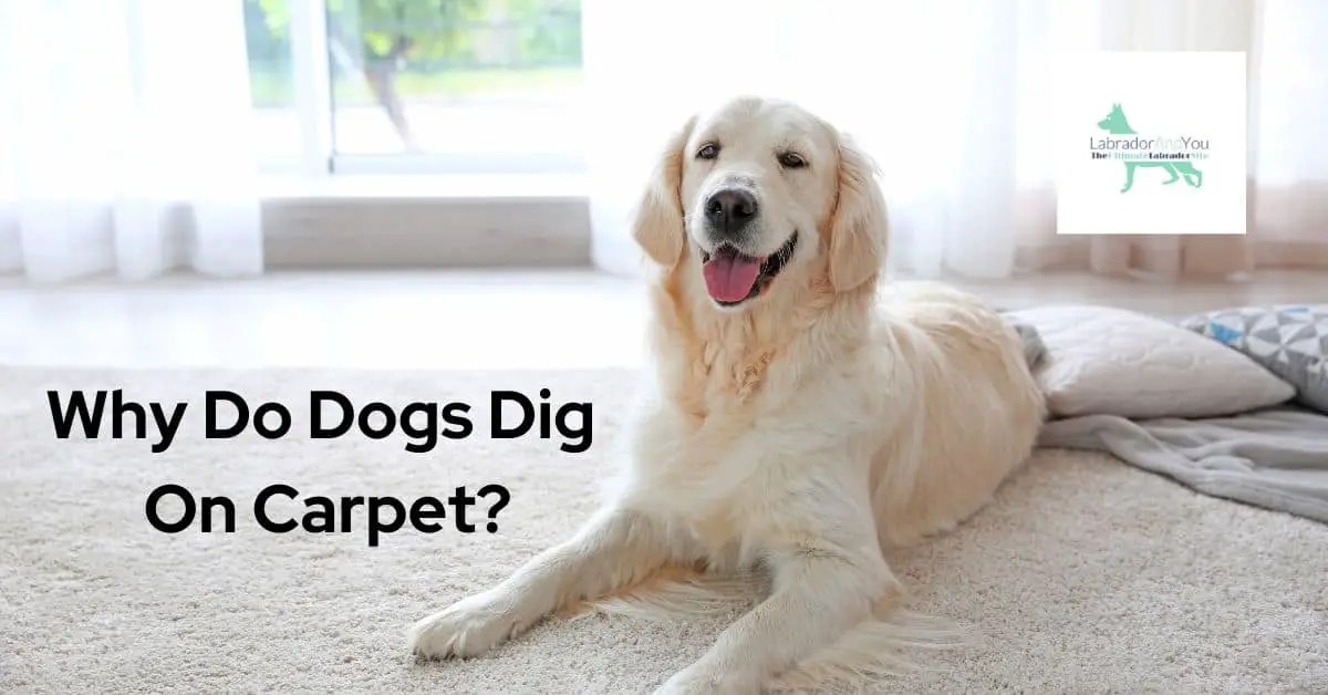 Why Do Dogs Dig On Carpet? Complete Guide
