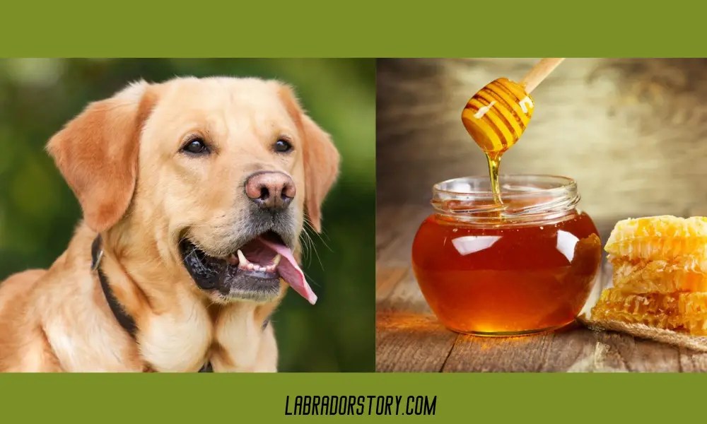Can dogs have honey roasted peanuts? Important guidelines!