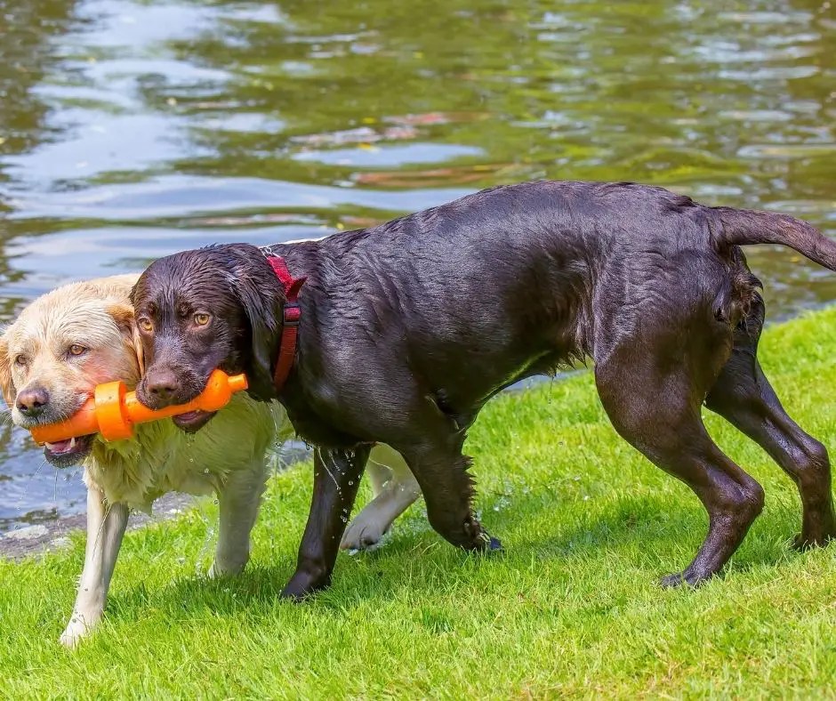 How To Stop Labrador Biting? Labrador Story
